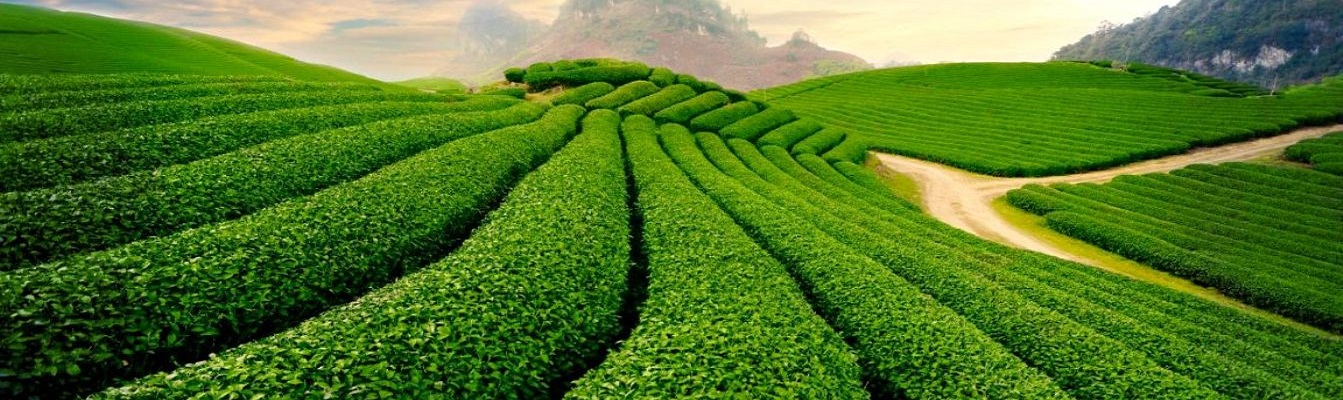 صادرات چای ایرانی درجه یک