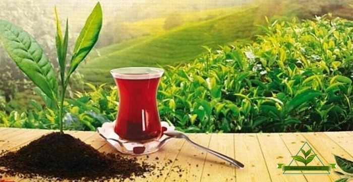 چای برتر ایرانی