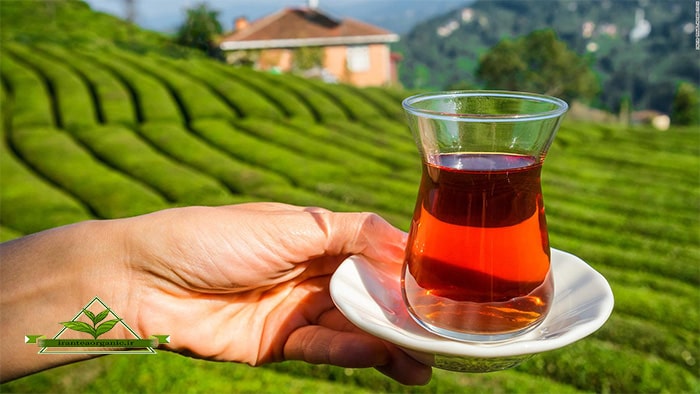فروش انواع چای بهاره ارگانیک امساله
